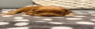 Cocker Spaniel 3