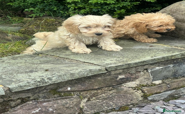 Cockapoo dogs - Advert 5