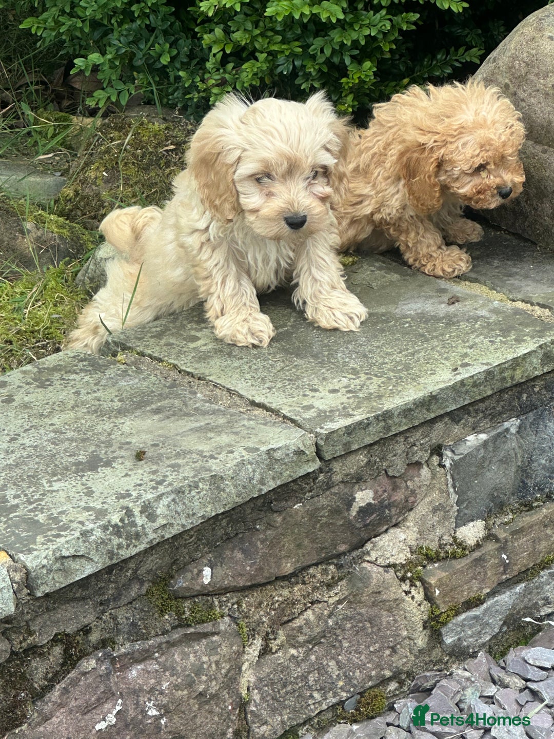 Cockapoo dogs for sale: Crazy Cockapoo puppies    - Image 1