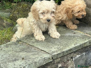 Cockapoo dogs - Advert 14