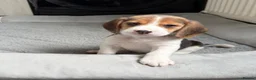 Beagle dogs for sale: Beagle puppies 🐶🐾 - Advert 4