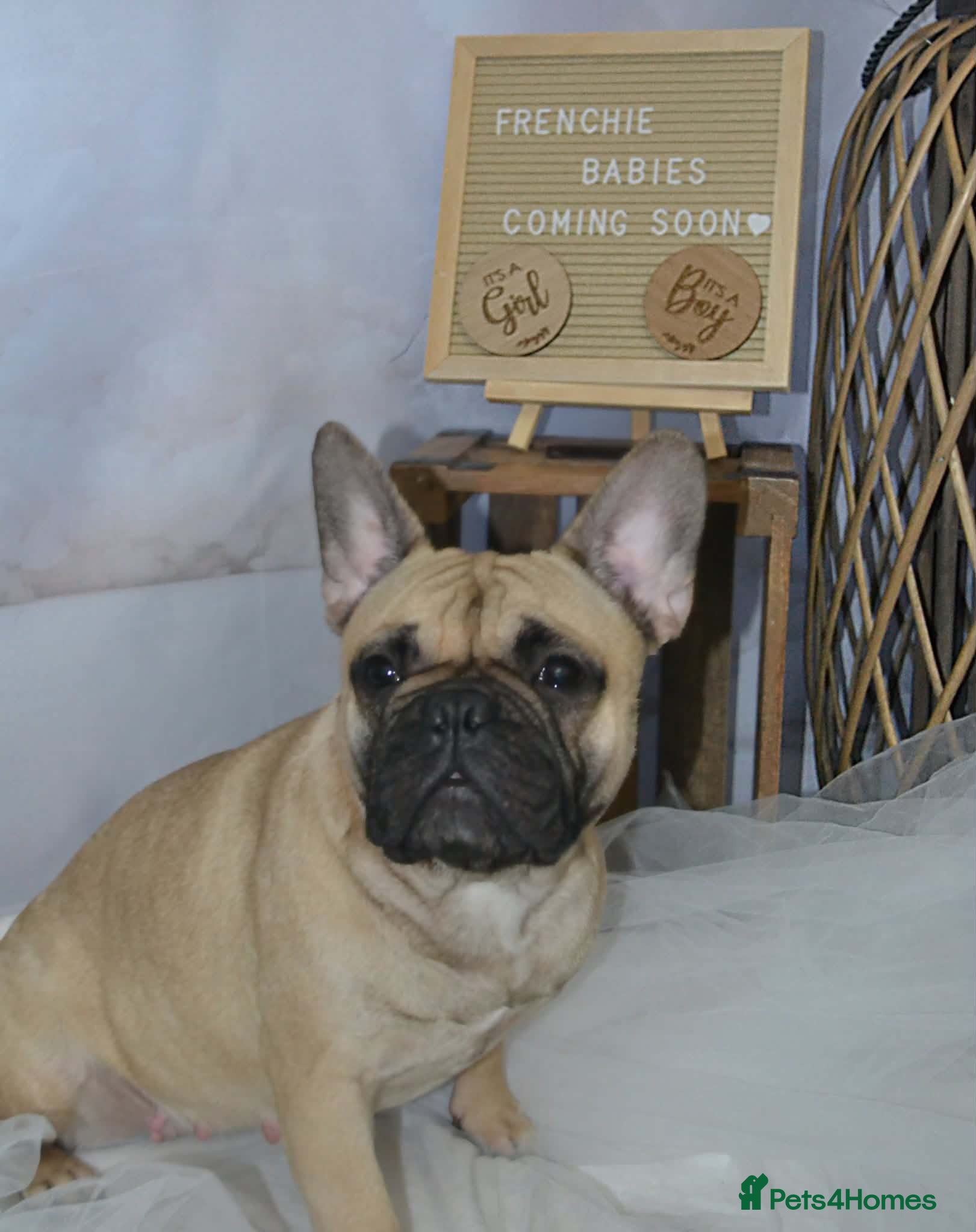 French Bulldog dogs French bull dog puppies - Advert 1