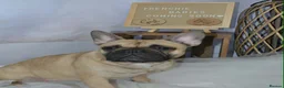 French Bulldog dogs for sale: French bull dog puppies in Houghton le Spring - Advert 1