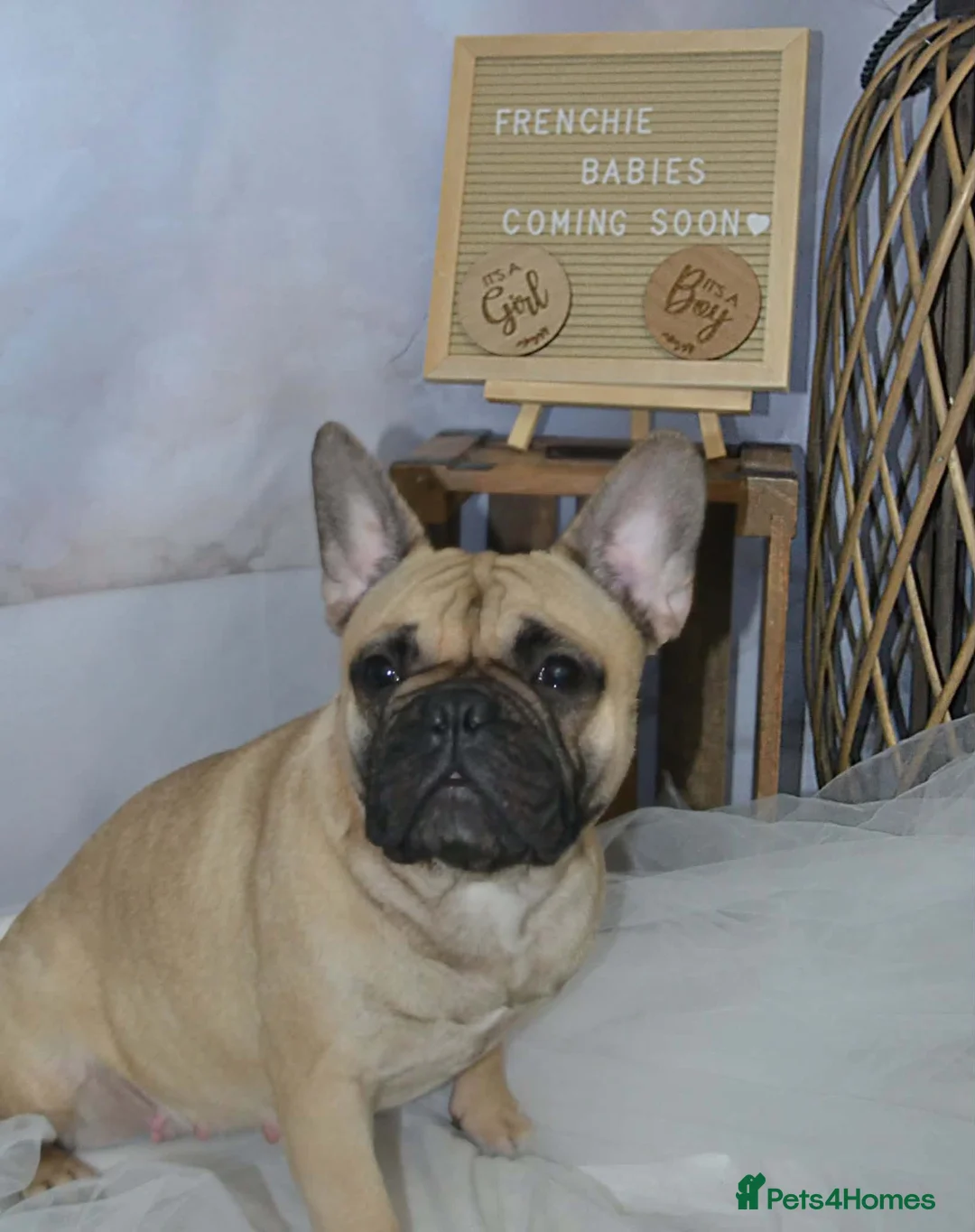French Bulldog dogs for sale: French bull dog puppies in Houghton le Spring - Advert 1