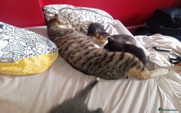 Mixed Breed cats for sale: Tortico female kitten for sale 3 months old - Image 6