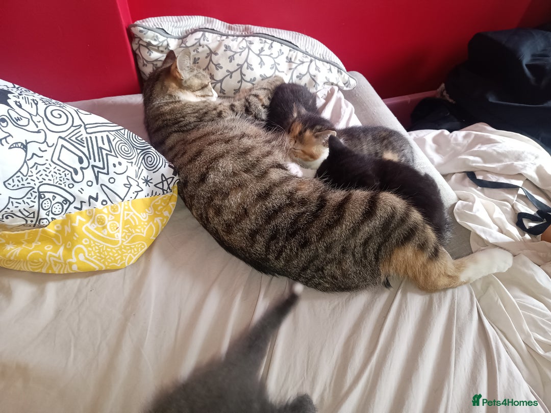 Mixed Breed cats for sale: Tortico female kitten for sale 3 months old - Image 6