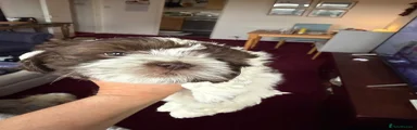 Lhasa Apso Puppy 3