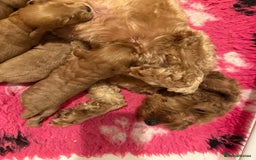 Cockapoo dogs for sale: F2 Cockapoo puppies  - Image 5