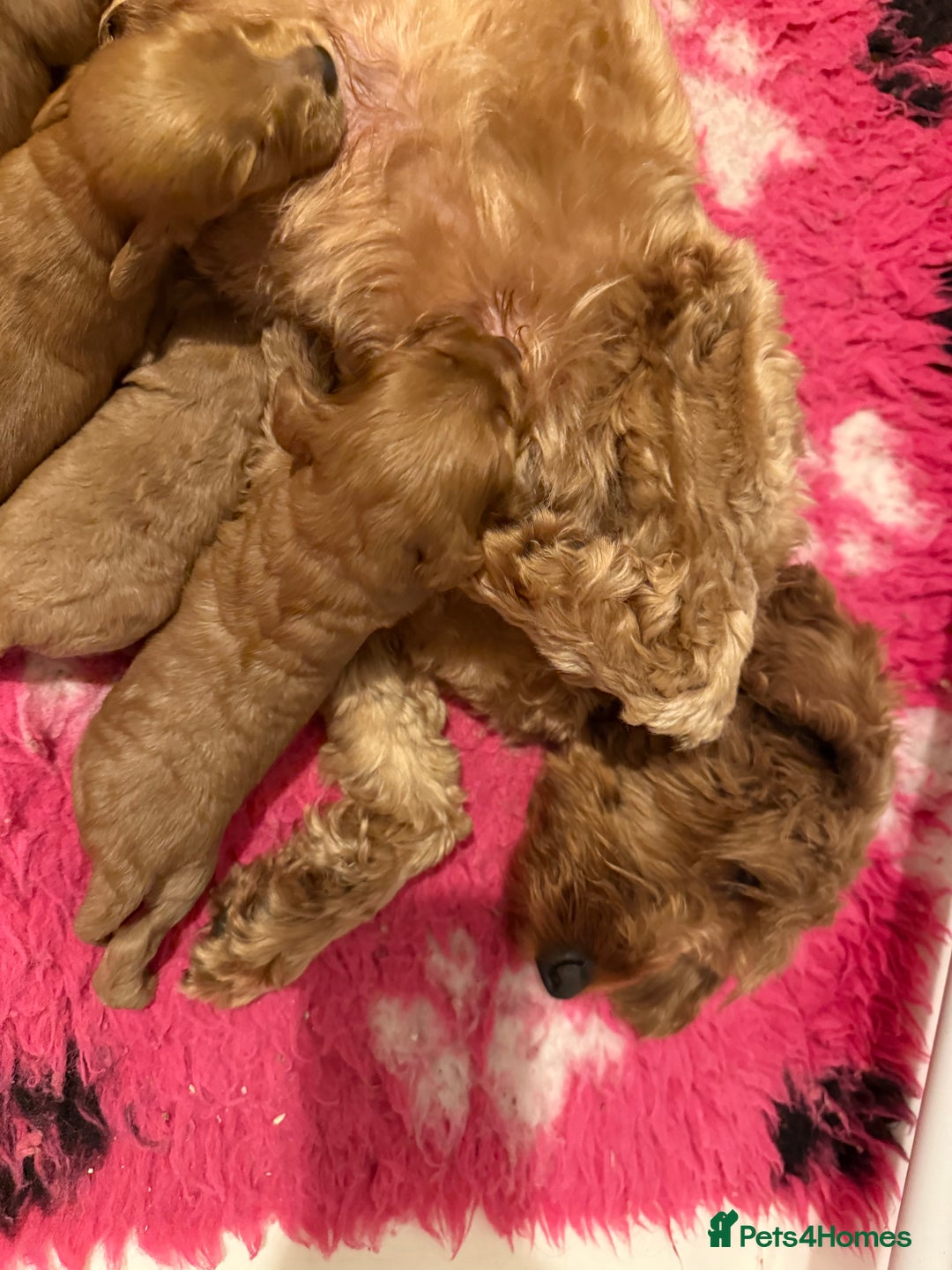 Cockapoo dogs for sale: F2 Cockapoo puppies  - Image 5