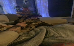 Mixed Breed dogs for sale: Lurcher cross  - Advert 3