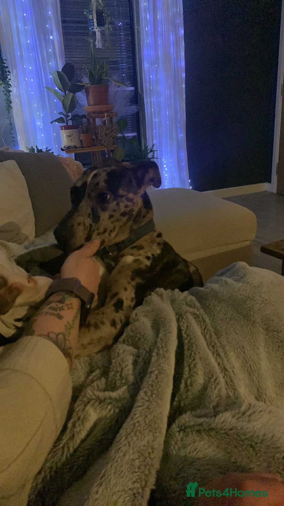 Mixed Breed dogs for sale: Lurcher cross  - Advert 3