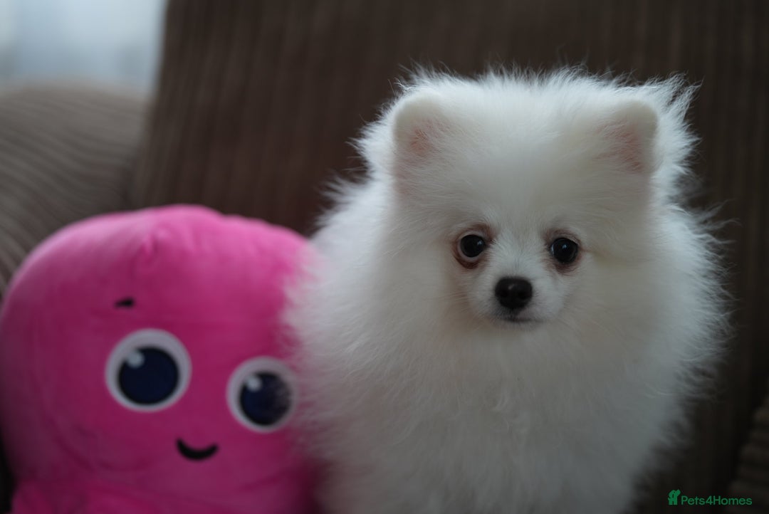 Pomeranian dogs for sale: Baby white Poms  - Image 11
