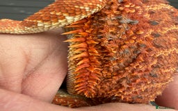 Bearded Dragon reptiles for sale: Bearded Dragon. Blue bar Tiger Stripe  - Image 2