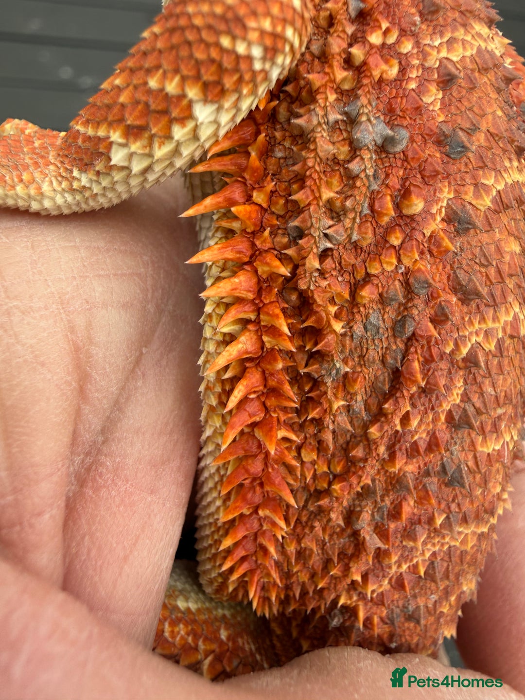 Bearded Dragon reptiles for sale: Bearded Dragon. Blue bar Tiger Stripe  - Image 2