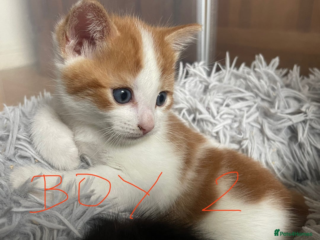 Mixed Breed cats for sale: Adorable Kittens in Croydon (from £130) - Advert 8