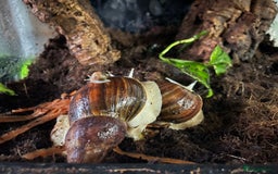 Snails invertebrates for sale: African land snails - Image 4