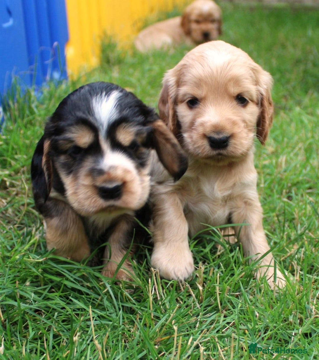 Cocker Spaniel dogs for sale: KC registered Cocker Spaniel puppies - Image 9