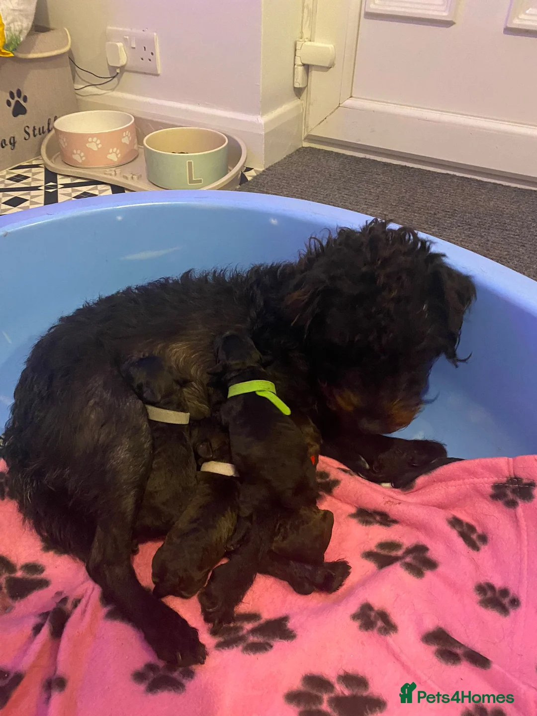 Poodle dogs for stud: Red K.C Reg Miniature Poodle 4 Stud HEALTH TESTED in Chesterfield - Advert 10