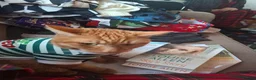 Domestic Shorthair cats for sale: For sale in Portsmouth - Advert 6