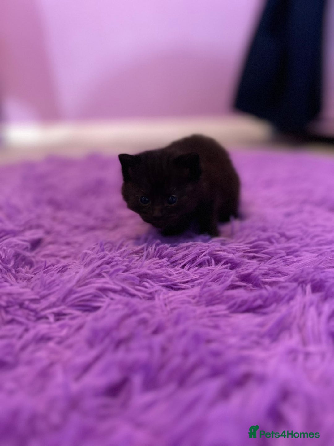 Mixed Breed cats for sale: Beautiful litter  - Advert 6