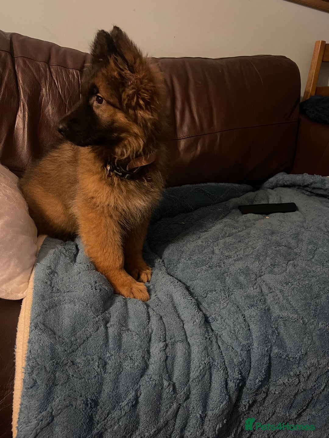 German Shepherd dogs for sale: German Shepherd MALE - Huge  - Advert 3