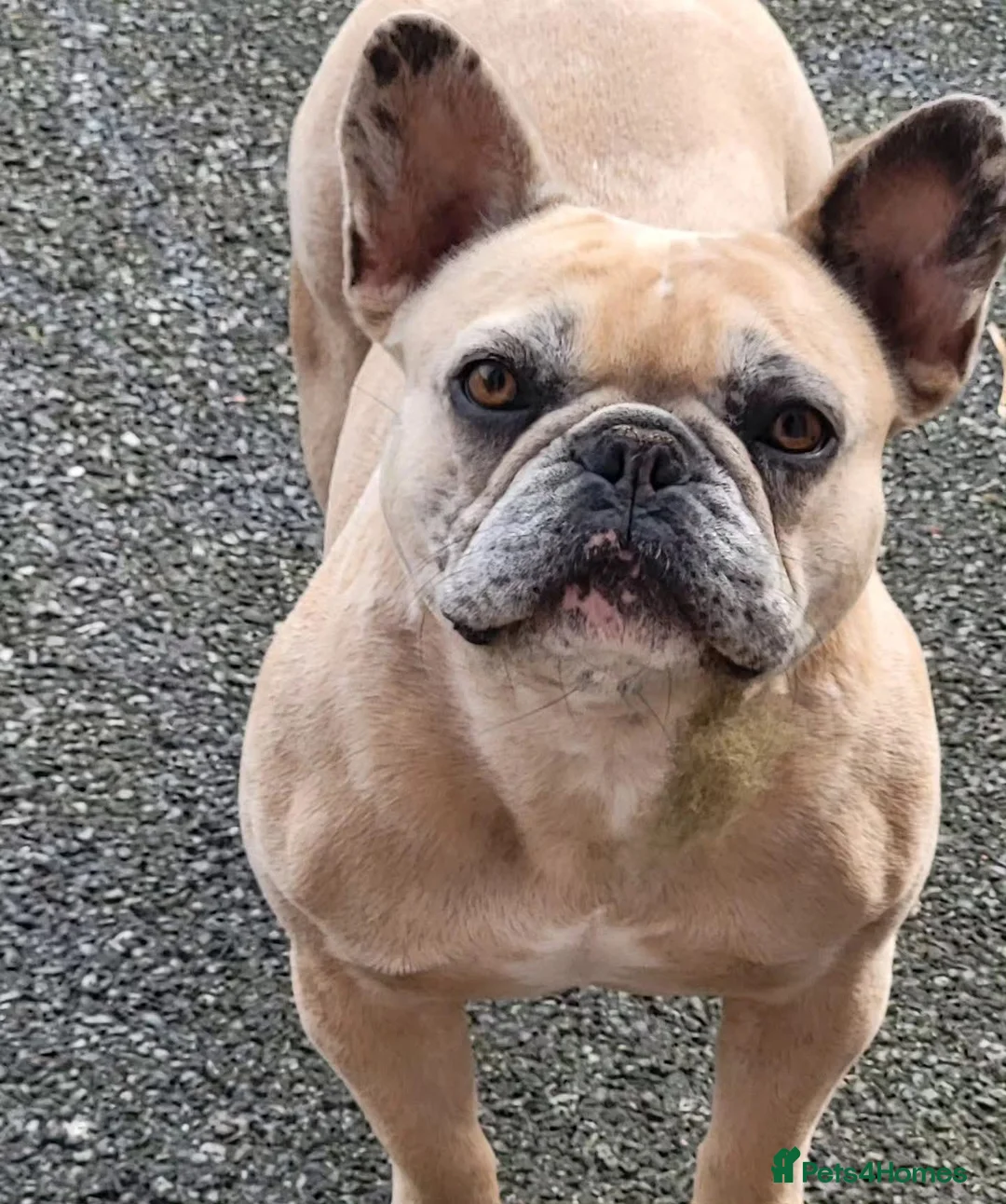 French Bulldog dogs for sale: Merle French bulldog   in Stoke-on-Trent - Advert 1