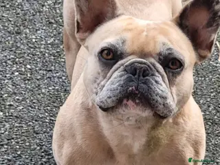 French Bulldog dogs Merle French bulldog - Advert 1