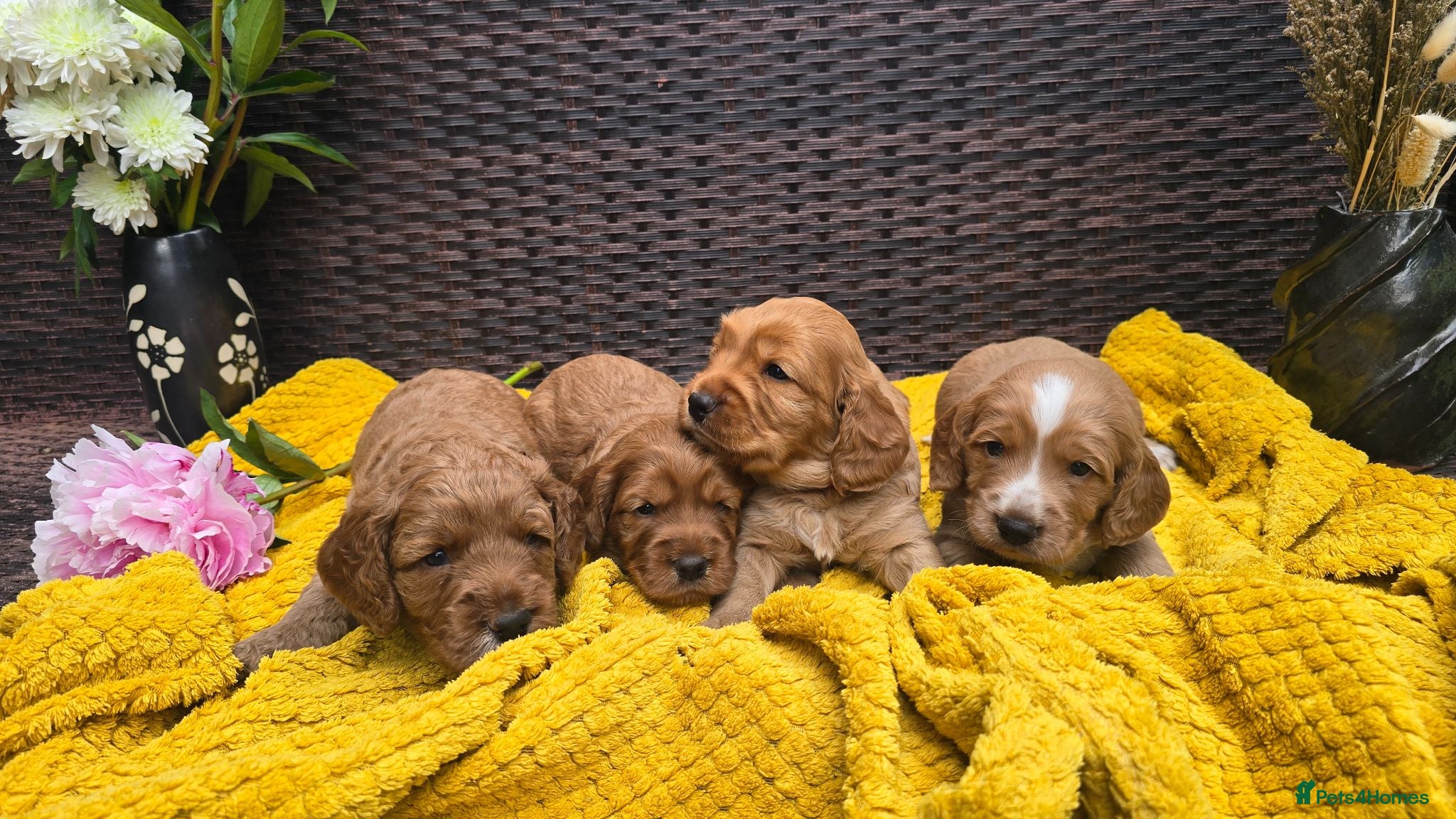 Cockapoo dogs Cockapoo Puppies Extensive Health Tested ❤️  - Advert 1