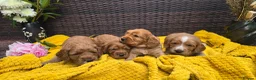 Cockapoo dogs for sale: Cockapoo Puppy Girl Ready Next Week Health Test  - Advert 9