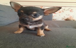 Chihuahua dogs for sale: Lovely chihuahua puppies! - Image 8