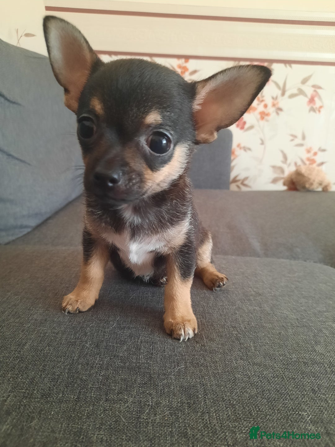 Chihuahua dogs for sale: Lovely chihuahua puppies! - Image 8