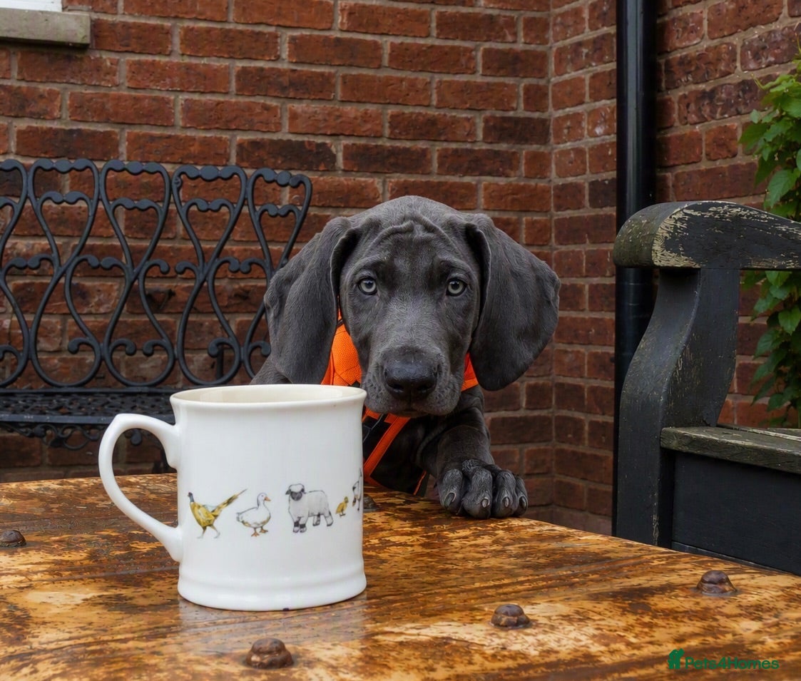 Weimaraner dogs KC Reg Weimaraner Puppies Silver & Blue - Advert 2