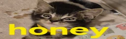 Mixed Breed cats for sale: Beautiful loved , healthy kitten's  in Bournemouth - Advert 12