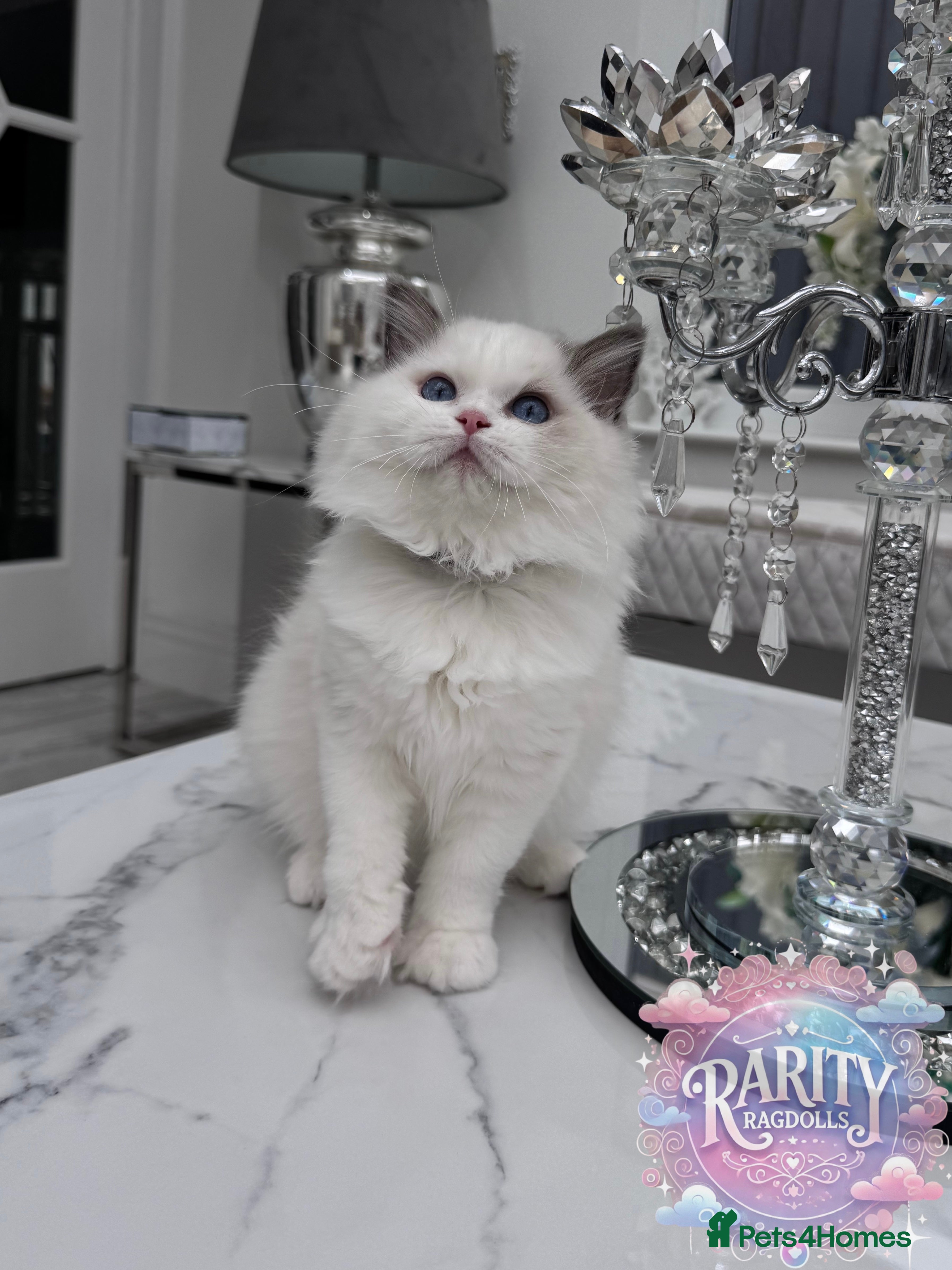 Ragdoll cats Ragdolls kittens from Chinese bloodline  - Advert 12