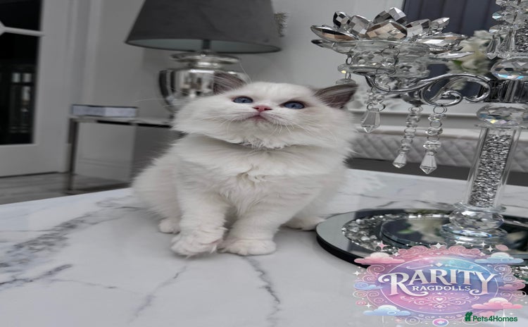 Ragdoll cats - Advert 16