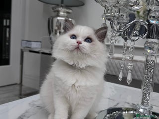 Ragdoll cats - Advert 36