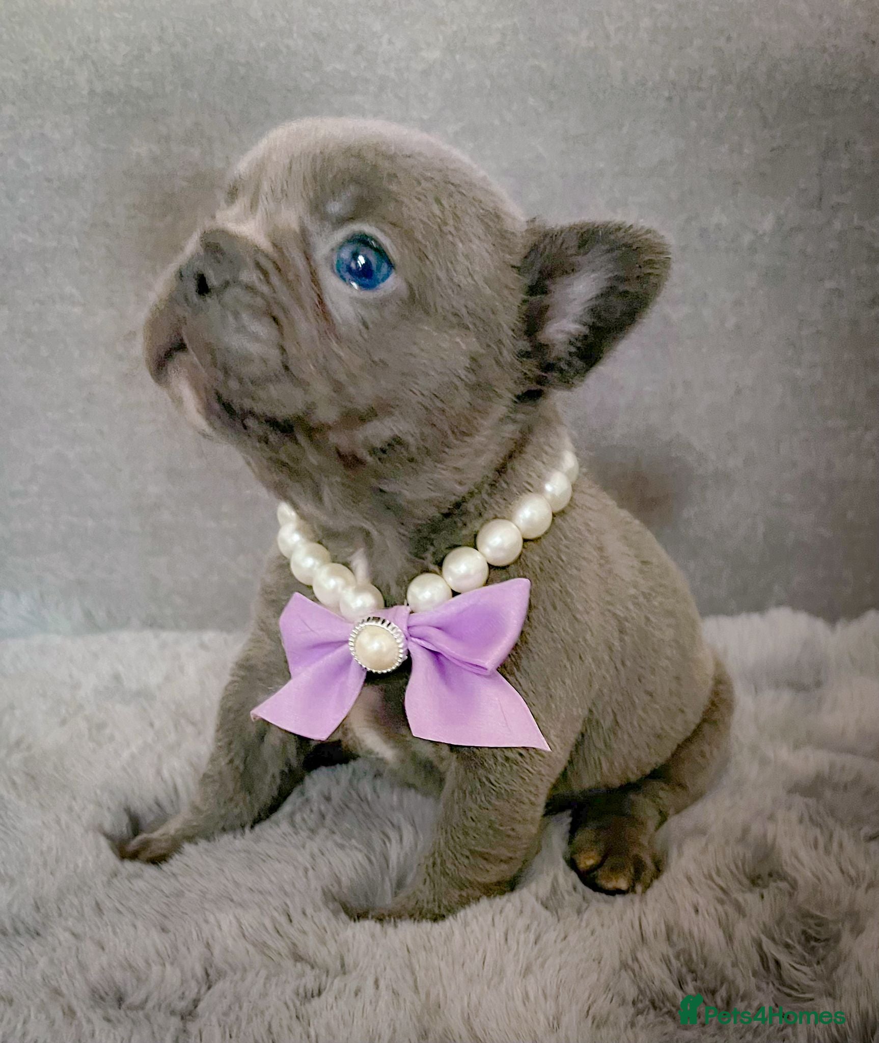 French Bulldog dogs for sale: Chunky puppies in Grays - Advert 7