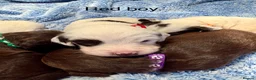Sproodle dogs for sale: Sproodle puppies from experienced, licensed breedr - Advert 18