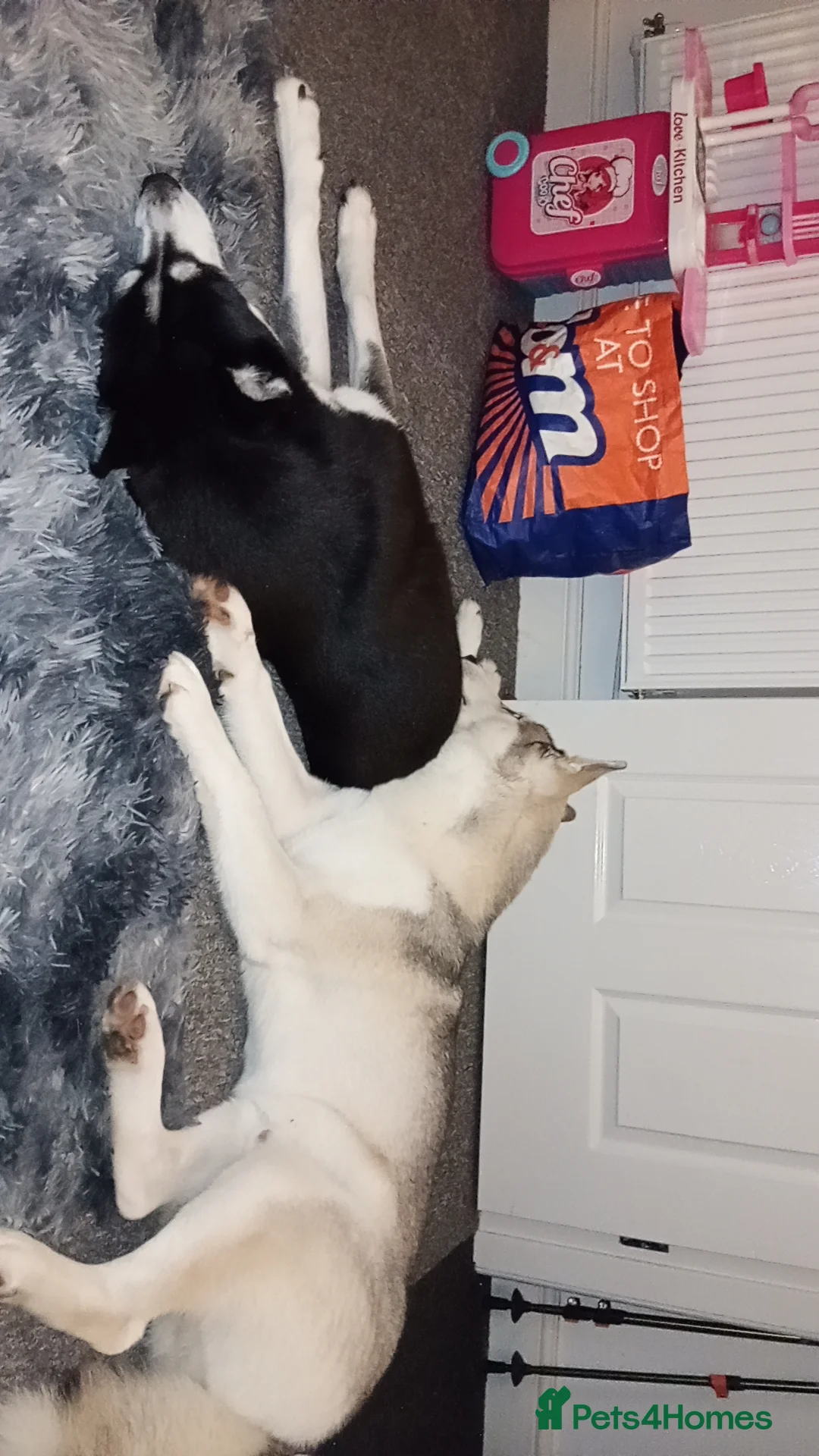 Siberian Husky dogs for sale: Female Siberian husky  - Advert 4