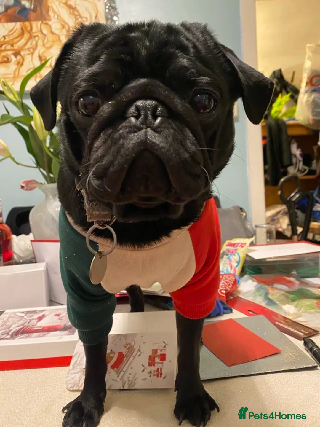 Pug dogs for stud: Frankie the black pug  in Barnsley - Advert 5