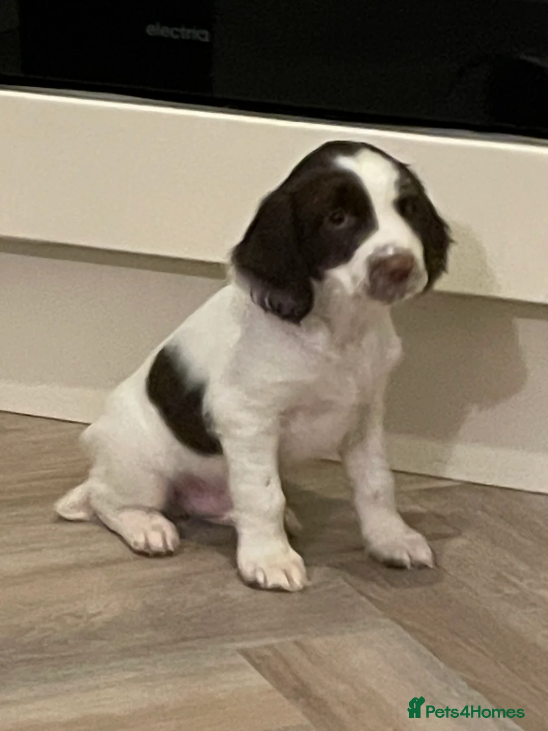 English Springer Spaniel dogs for sale: English Springer Spaniel puppies  - Advert 6