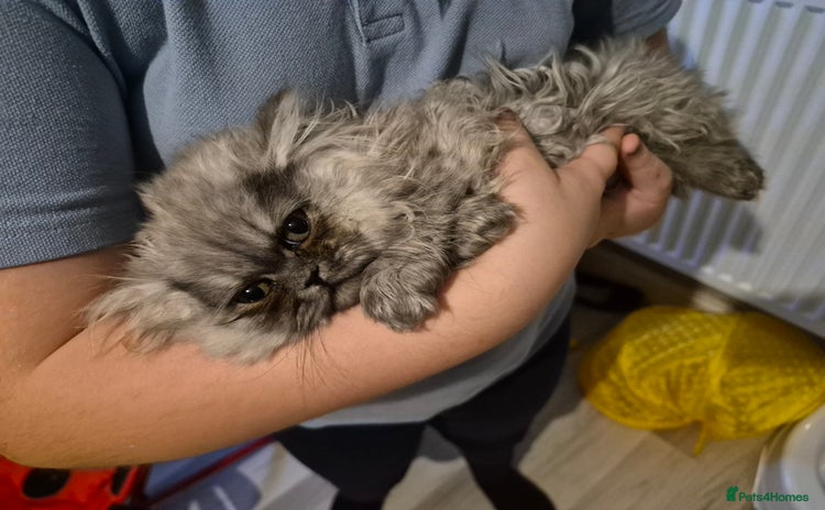 Persian cats 2 beautiful females  - Advert 5