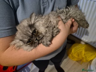 Persian cats 2 beautiful females - Advert 3