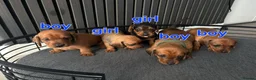 Miniature Dachshund dogs for sale: BEAUTIFUL MINIATURE DACHSHUND  - Advert 1