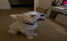 Mixed Breed dogs for sale: Maltese/bichon. - Image 4