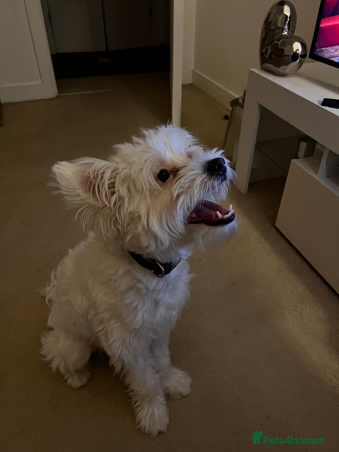 Mixed Breed dogs for sale: Maltese/bichon. - Image 4