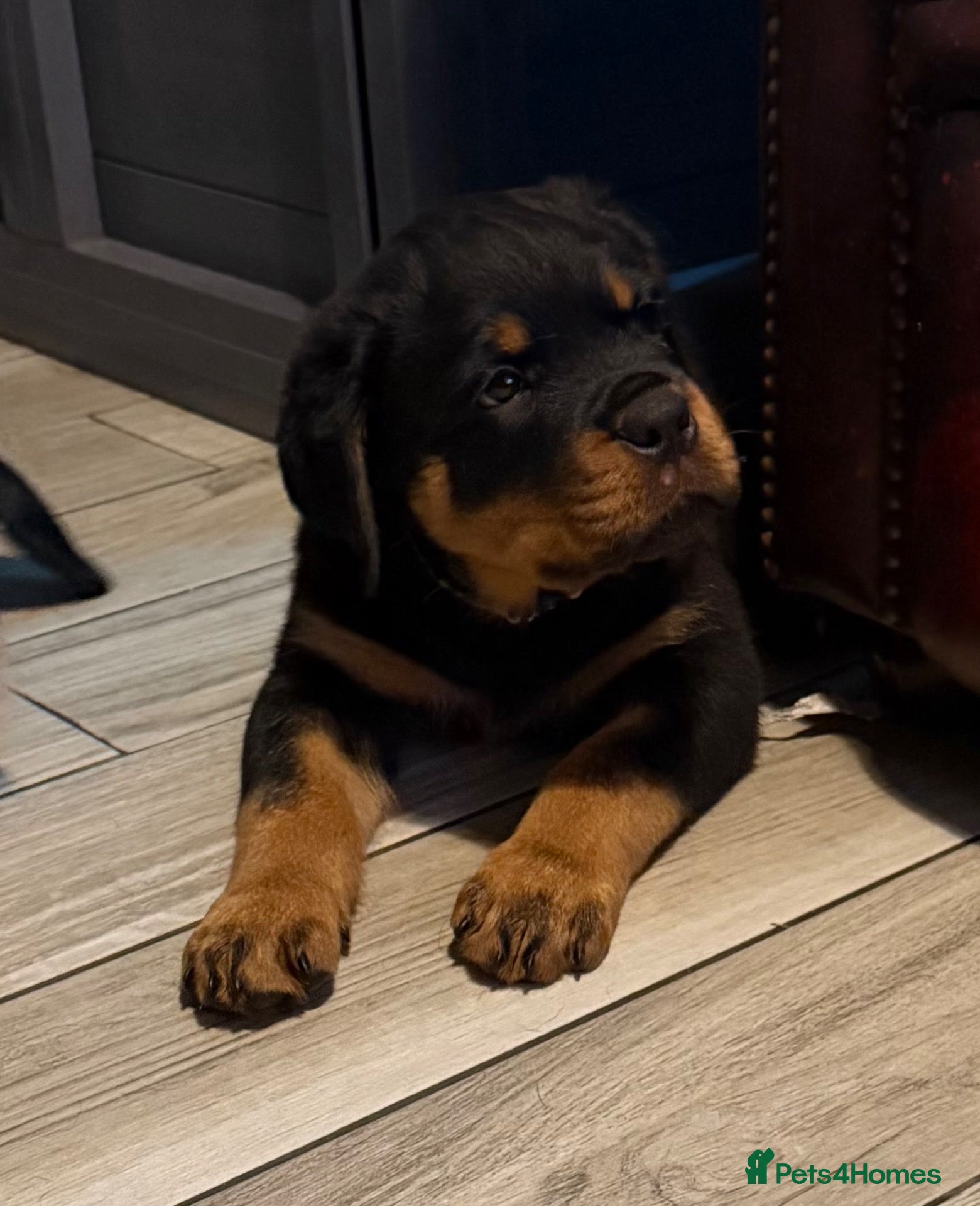 Rottweiler dogs STUNNING KC MALE PUPPY BACK UP FOR SALE  - Advert 15