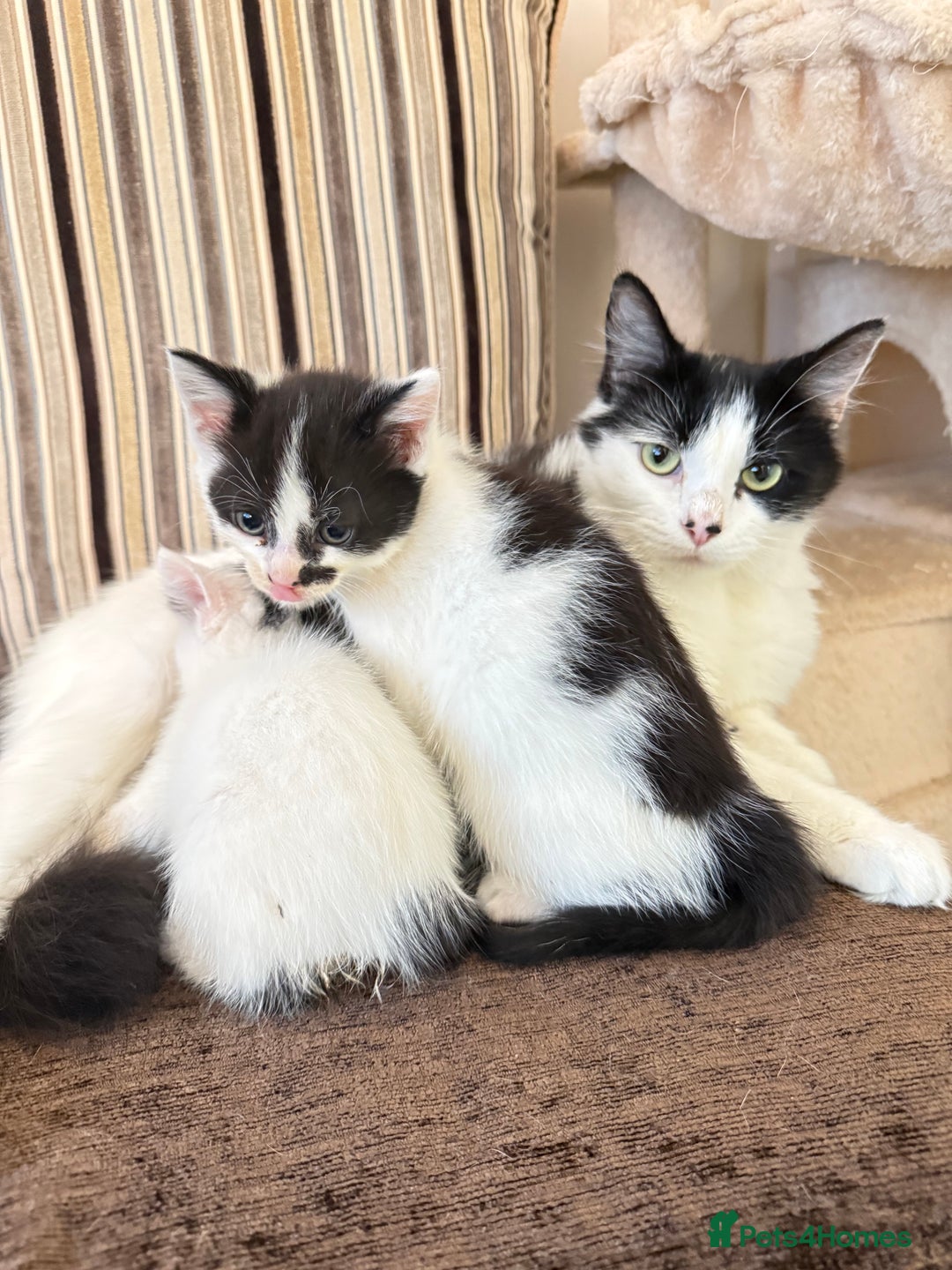 Mixed Breed cats for sale: FREE KITTENS AND CAT!! In need of rehoming FREE - Image 8