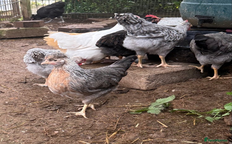 Chickens poultry - Advert 2