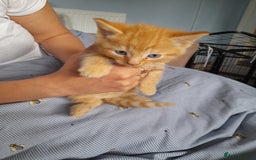 Mixed Breed cats for sale: Gorgeous Ragamuffin x kittens. - Image 4